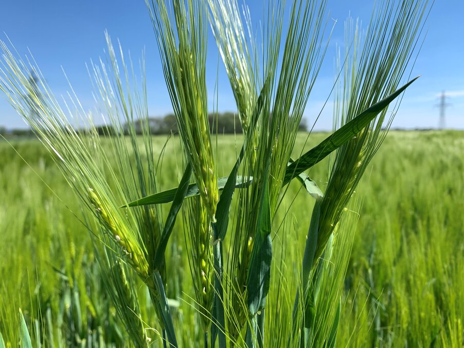 Ramulariakontrolle in der Wintergerste vom Grannenspitzen bis Ährenschieben